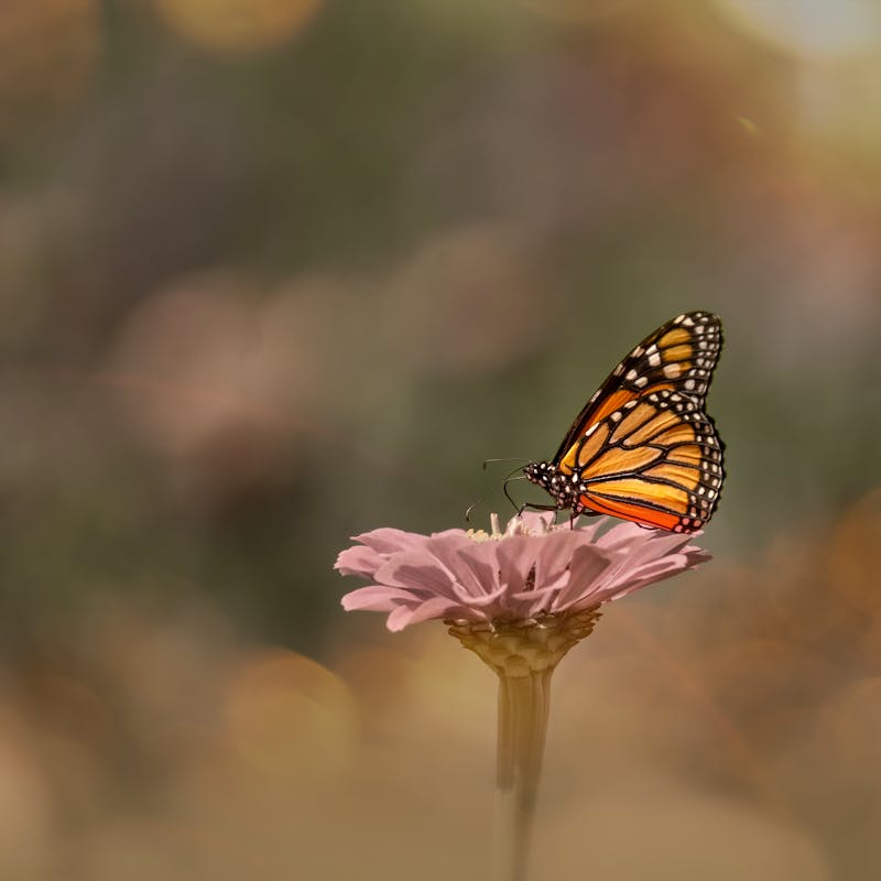 Monarch Butterfly
